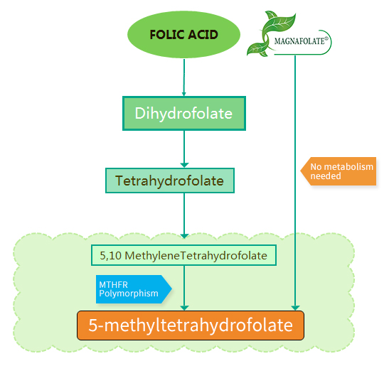 Wat zijn de verschillen tussen foliumzuur en Magnafolate®?