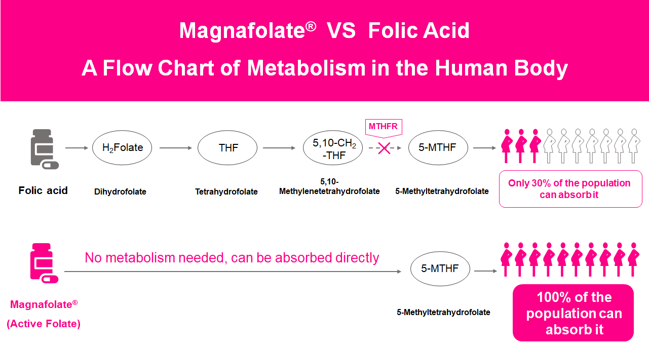 Een stroomschema van het metabolisme in het menselijk lichaam, actief folaat versus foliumzuur