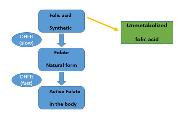 De dagelijkse inname van 266 mcg foliumzuur verstoort ons normale foliumzuurmetabolisme