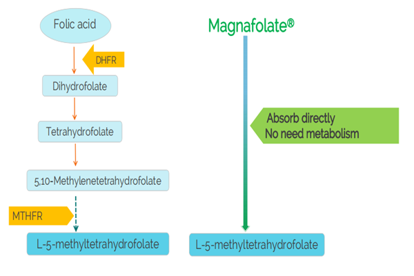 Is het nodig om supplementen te nemen die methylfolaat bevatten in plaats van foliumzuur?