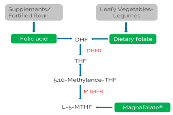 Wat is MTHFR?
