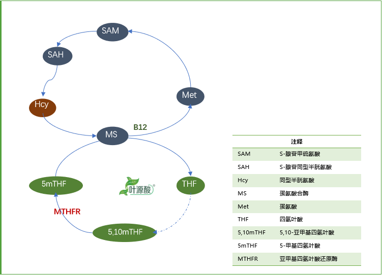 Het MTHFR-genotype veroorzaakt afwijkingen in het foliumzuurmetabolisme en het daarmee samenhangende ziektemechanisme
