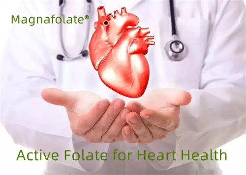 Actief foliumzuur voor de gezondheid van het hart