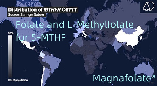 Foliumzuur en L-methylfolaat voor 5-MTHF