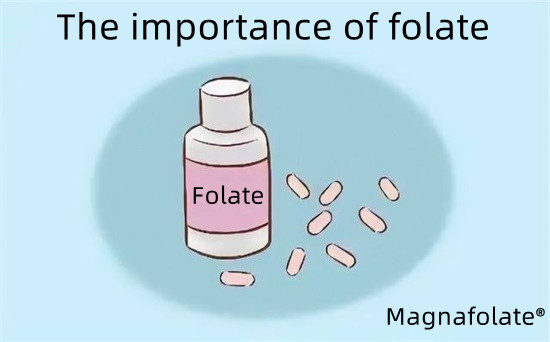 Het belang van folaat-magnafolaat