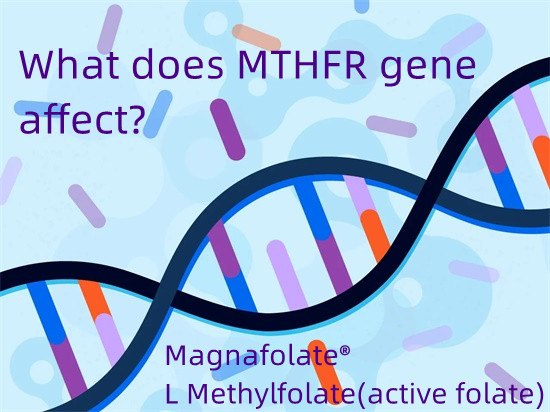 Wat beïnvloedt het MTHFR-gen?