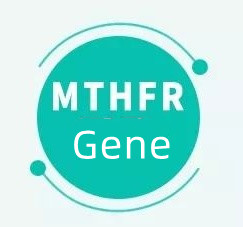 Wat betekent het als u het MTHFR-gen heeft?