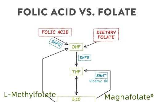 Wat is de beste vorm van foliumzuur?
