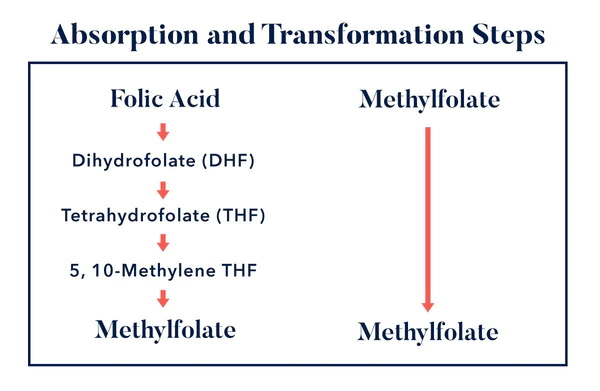 Wat zijn de belangrijkste overeenkomsten tussen foliumzuur en L-methylfolaat?