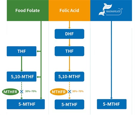 Wat is 5-methyltetrahydrofolaat?