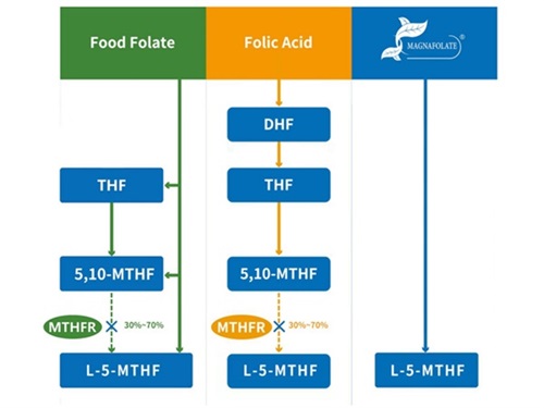 Classificatie van foliumzuur en het activiteitenprofiel van 5-methyltetrahydrofolaat