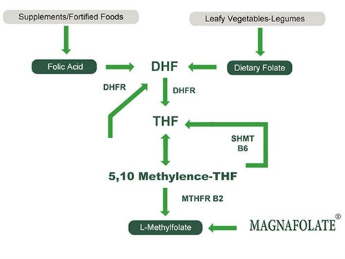 Het gebruik van L-5-methyltetrahydrofolaatcalcium