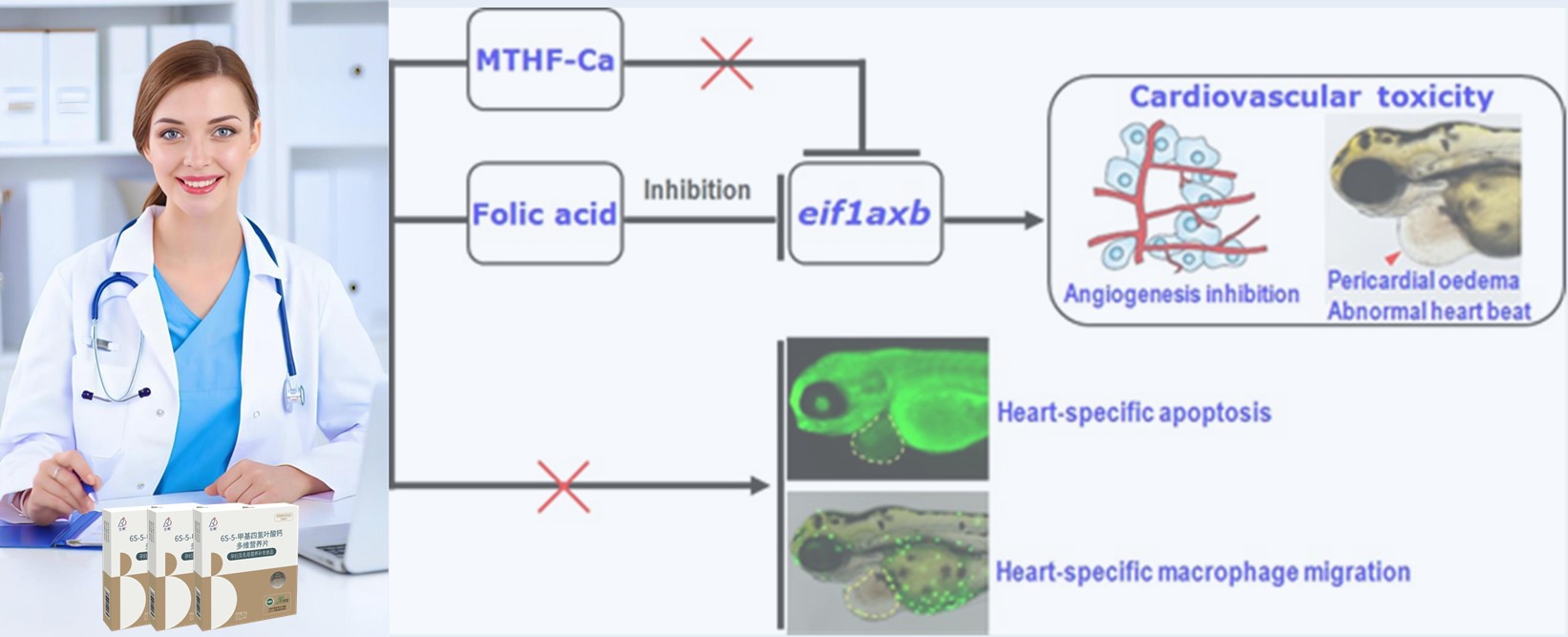 Literatuuronderzoek | Hoog dosis synthetisch foliumzuur kan hartrisico's vormen voor vroege embryo's; 6S-5-methyltetrahydrofolate-calcium blijkt veiliger